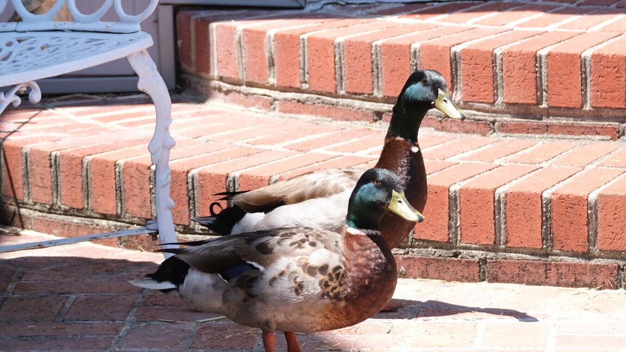 Photo of Others in Chincoteague