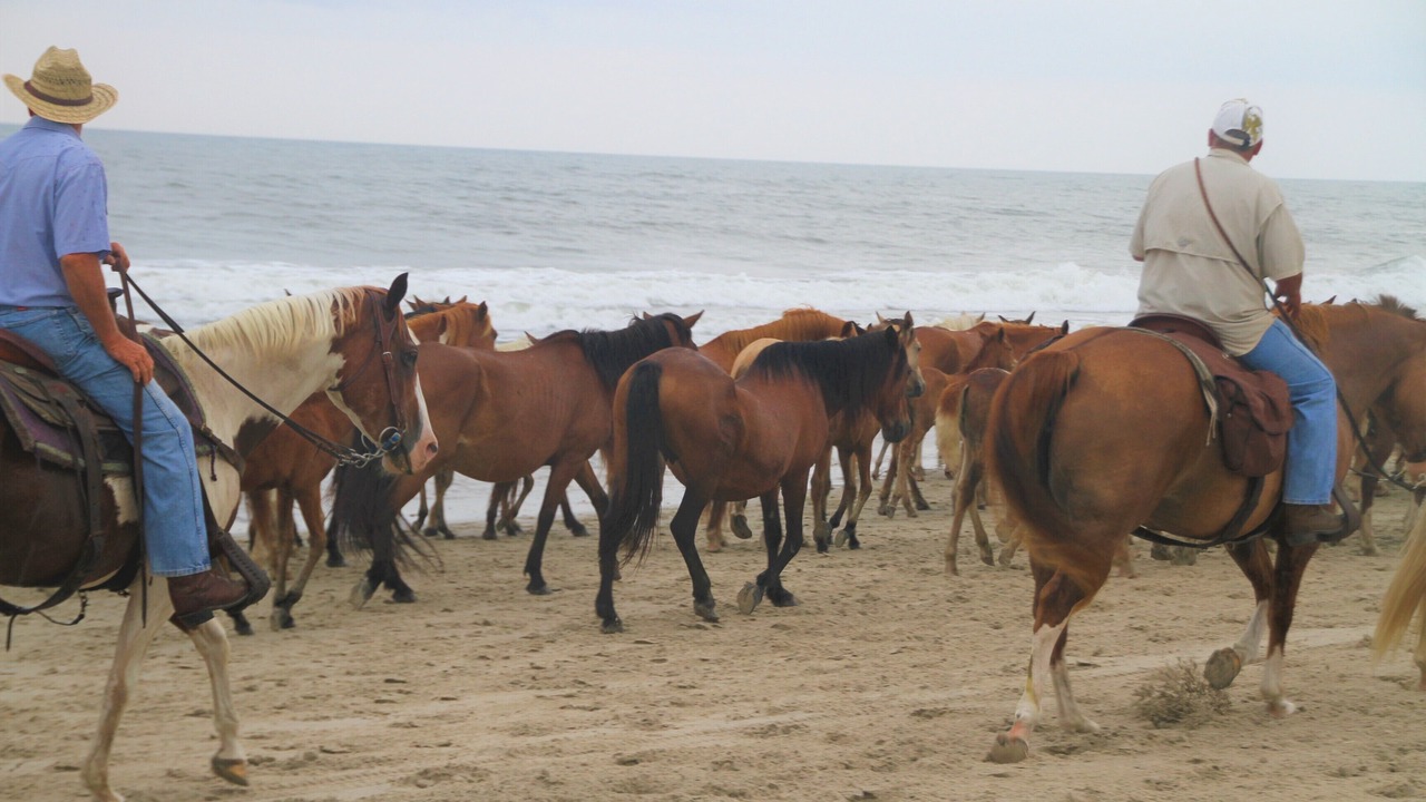 Photo of Others in Chincoteague