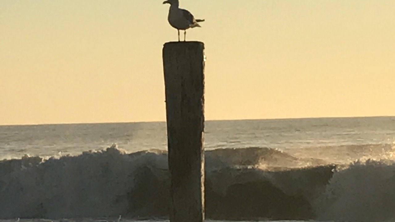 Photo of Others in Midtown Ocean City