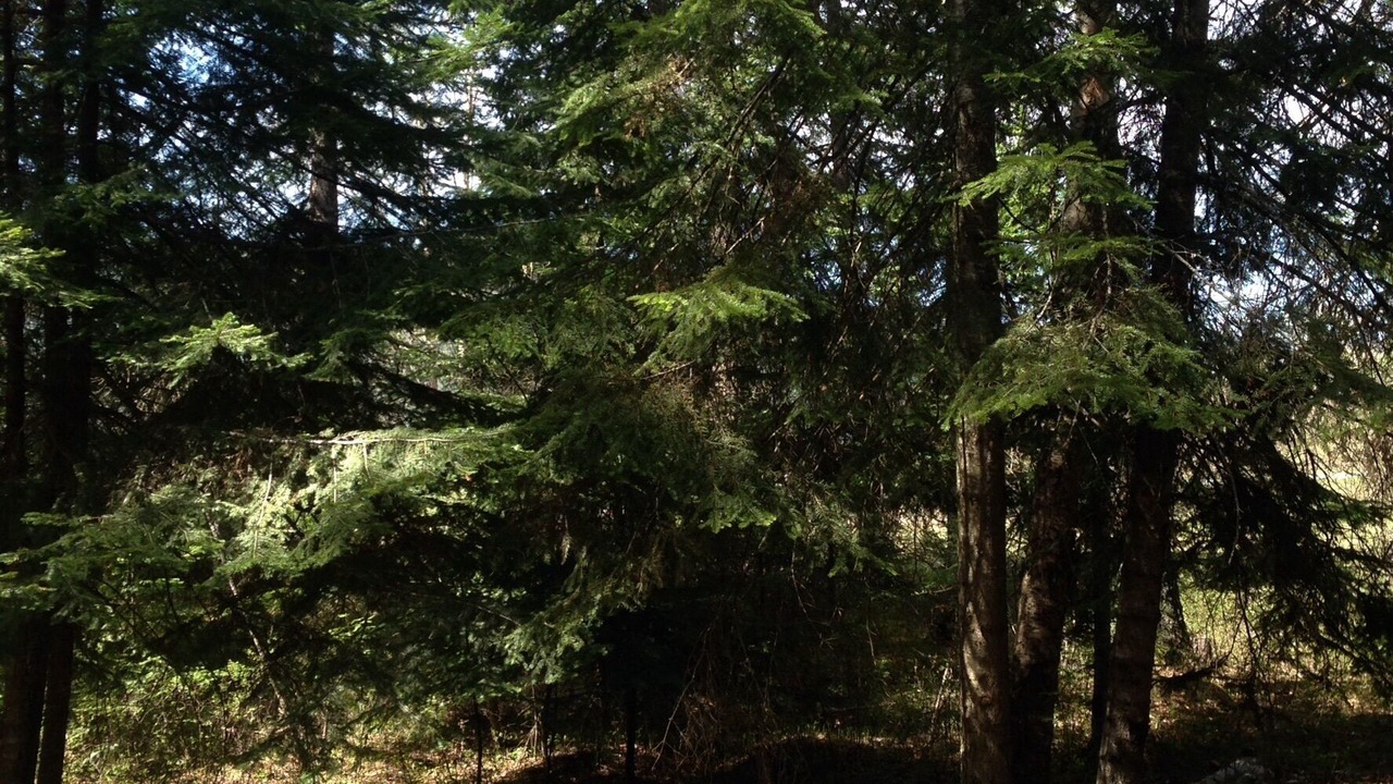 Photo of Others in Bigfork