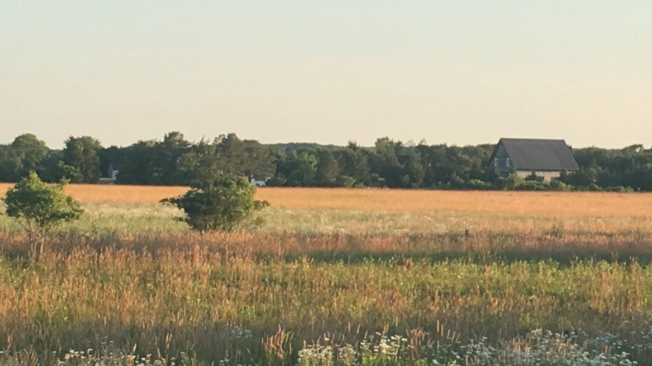 Photo of Others in West Tisbury