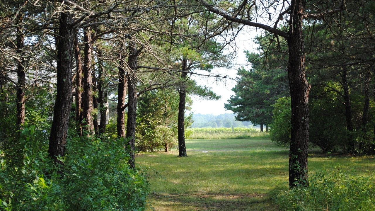 Photo of Others in West Tisbury