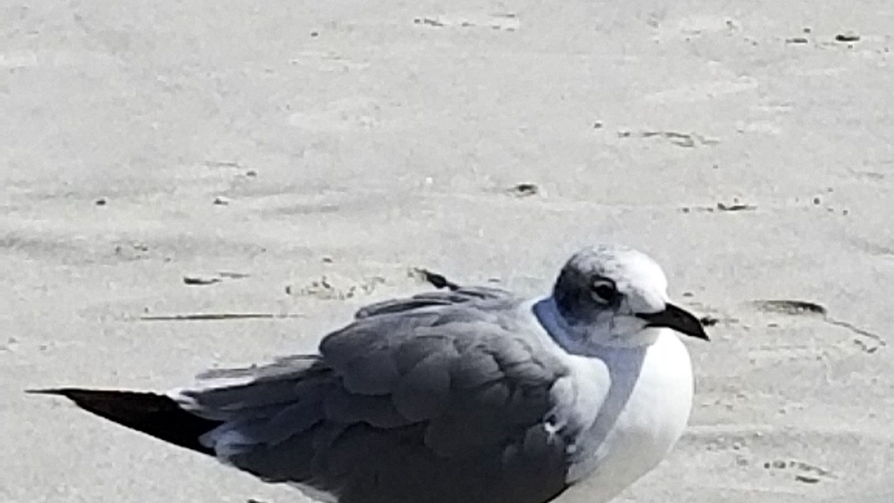 Photo of Others in Brigantine