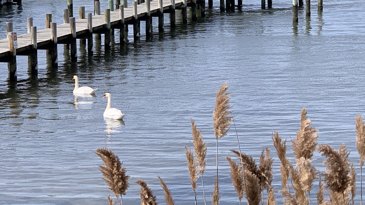Photo of Others in North Beach Haven