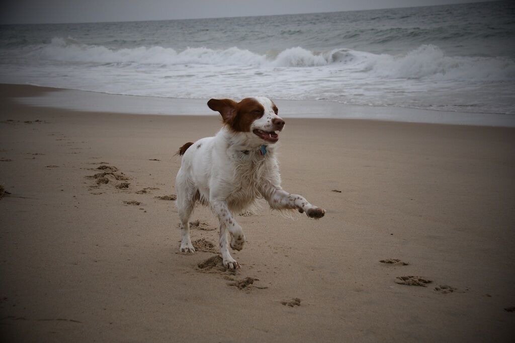 Photo of Others in Rehoboth Beach