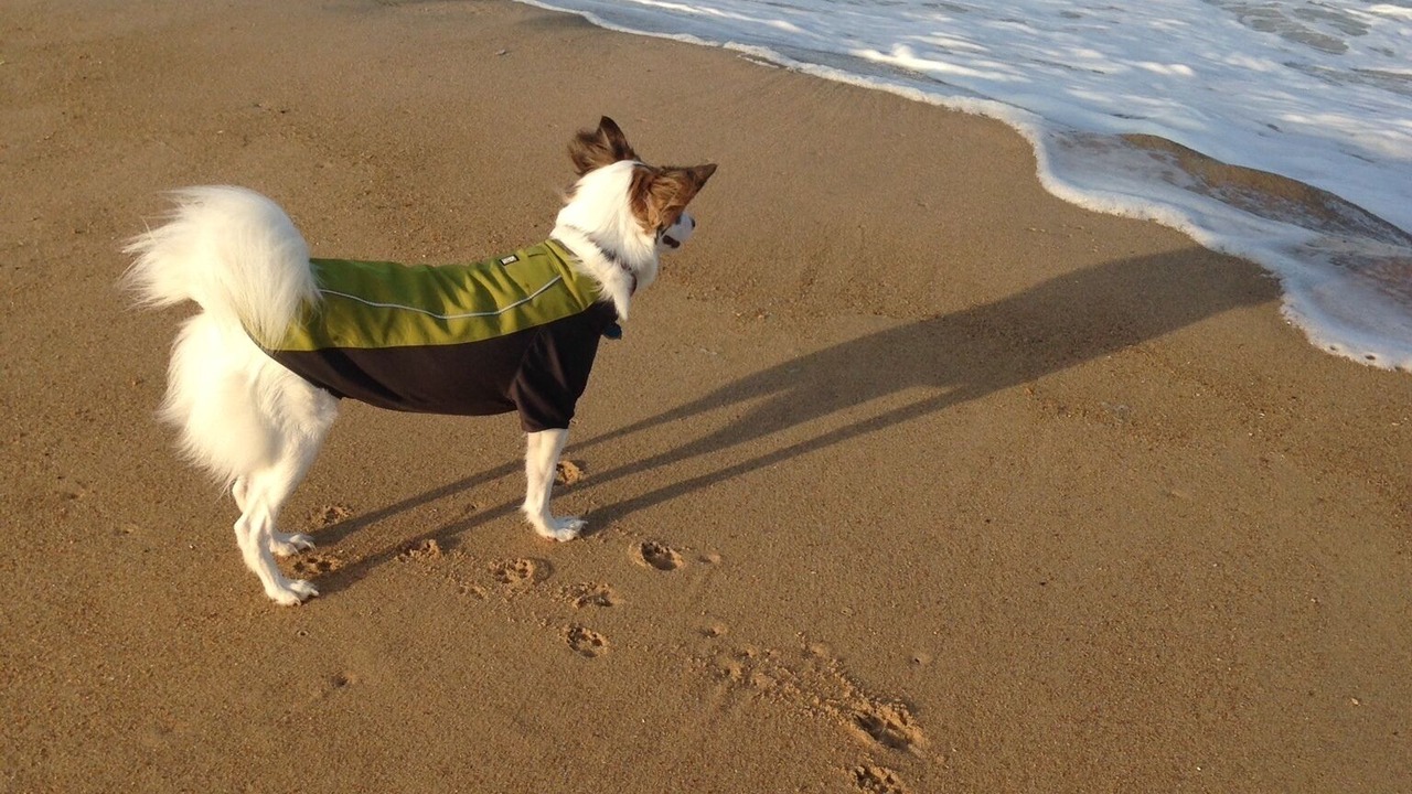 Photo of Others in Rehoboth Beach