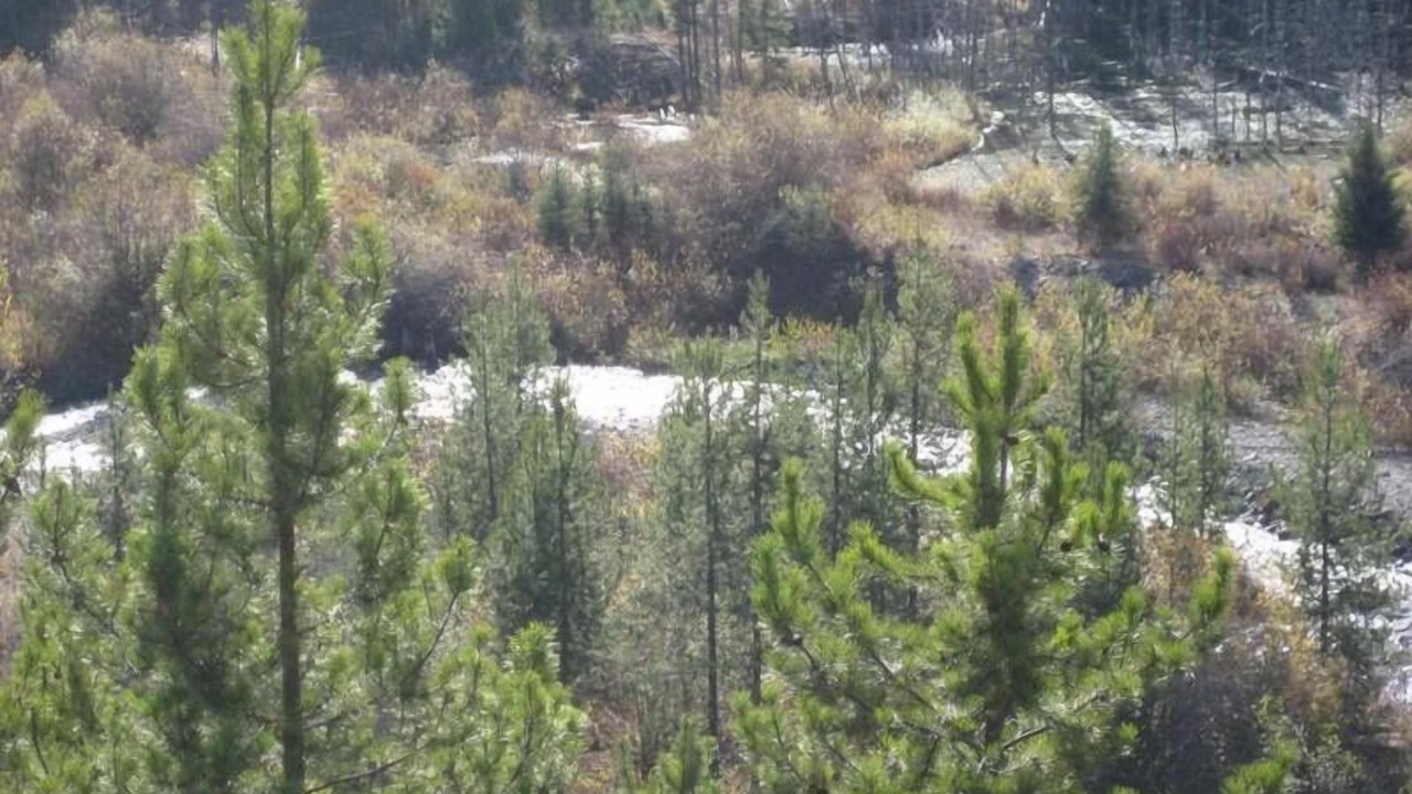 Photo of Outdoor in Polebridge