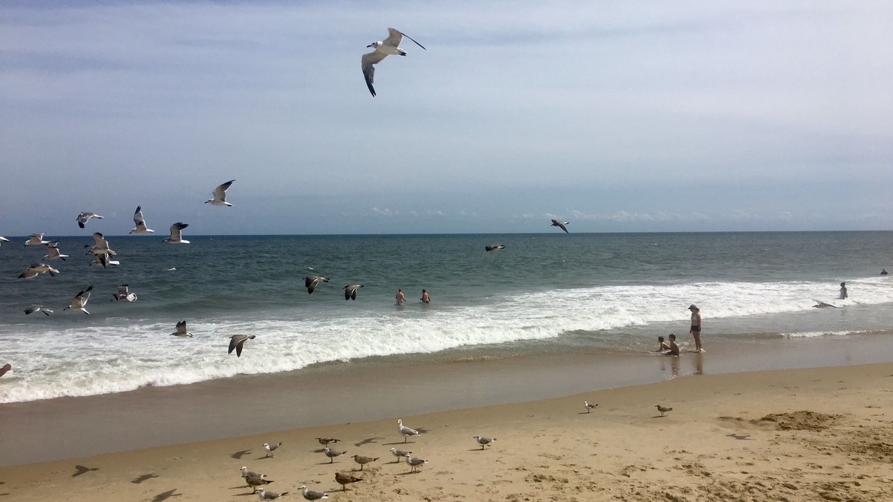 Photo of Others in Sandpiper Pines