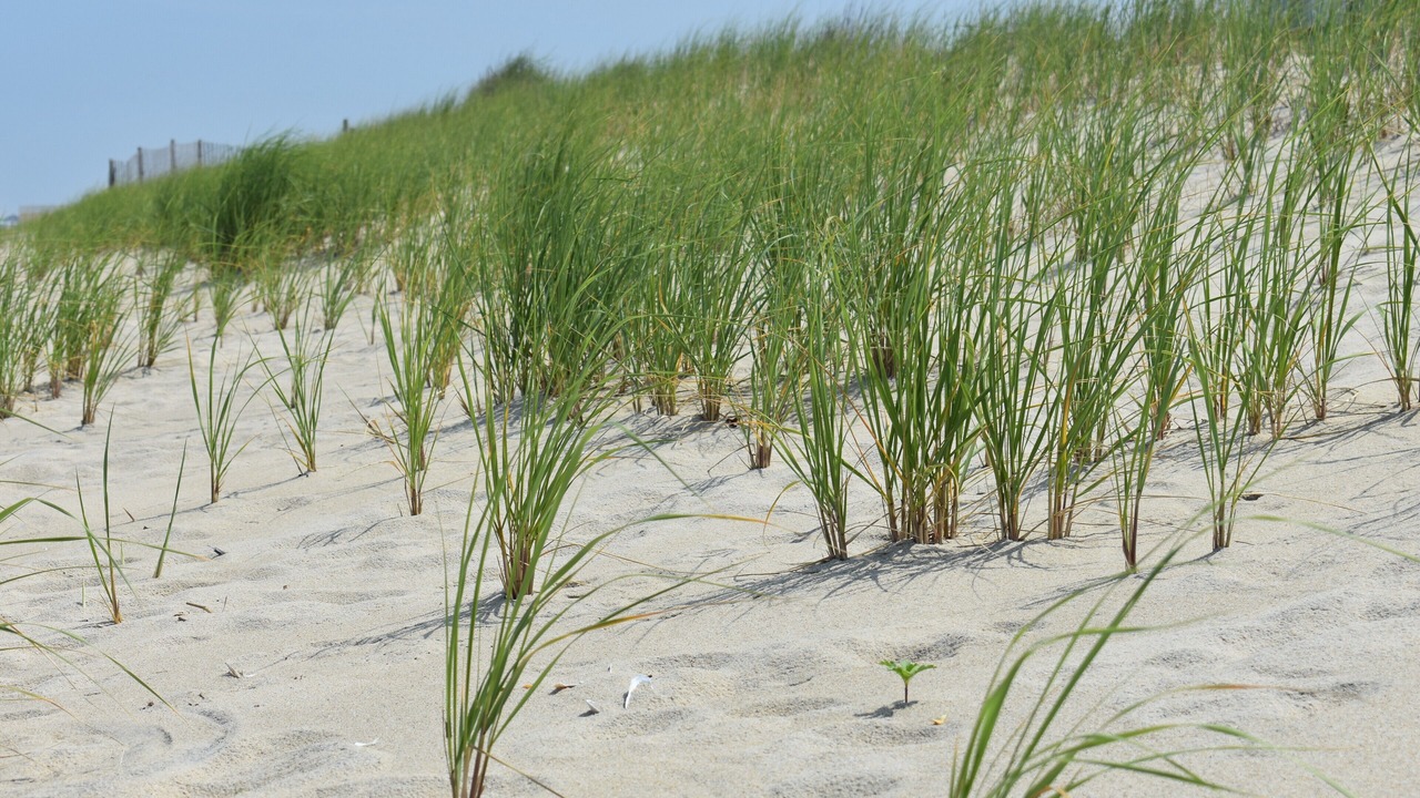 Photo of Others in Sandpiper Pines