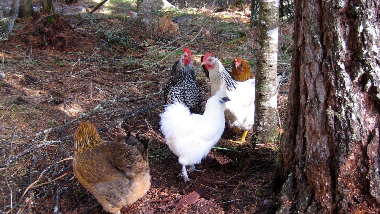 Photo of Others in Bigfork