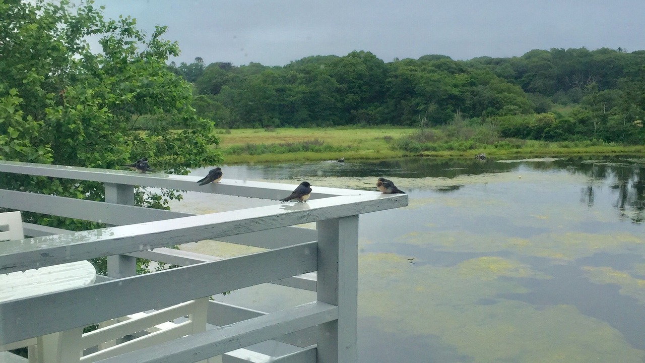 Photo of Others in Woods Hole