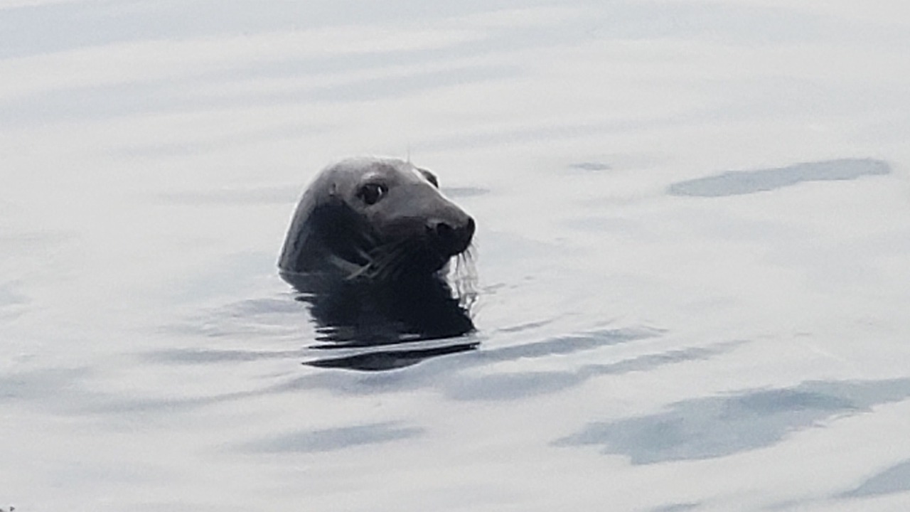 Photo of Others in Bass River
