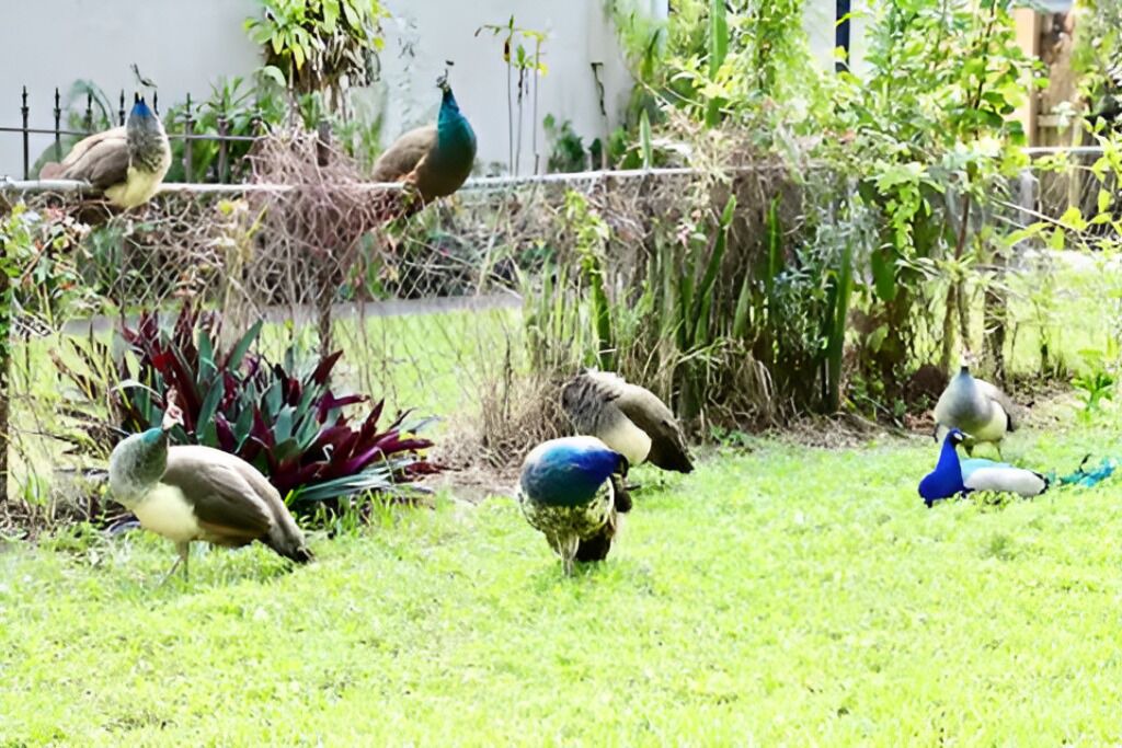 Photo of Others in River Oaks