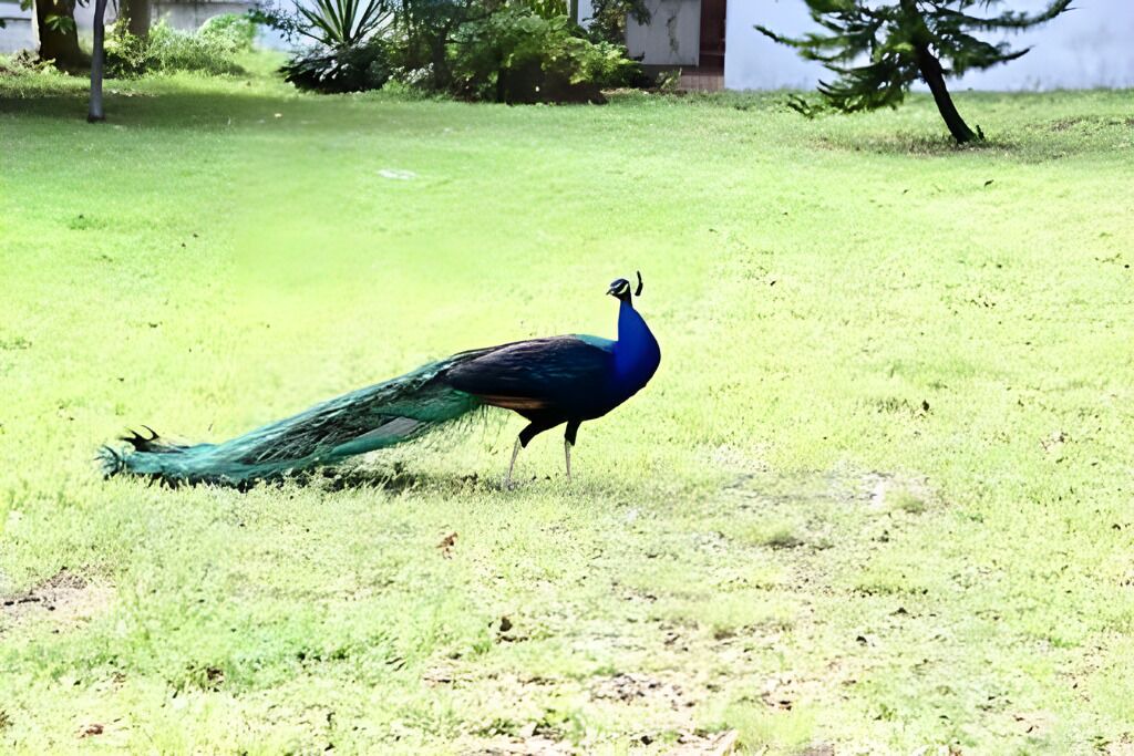 Photo of Others in River Oaks