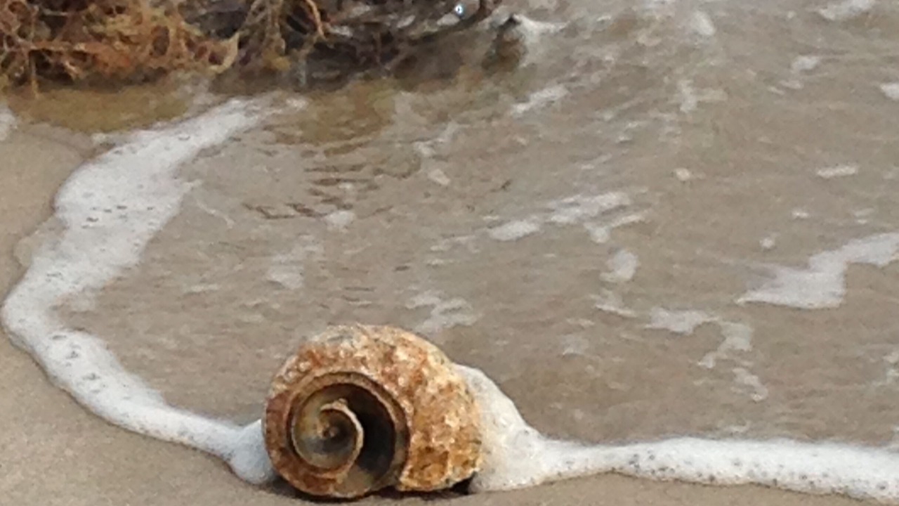 Photo of Others in Broadkill Beach