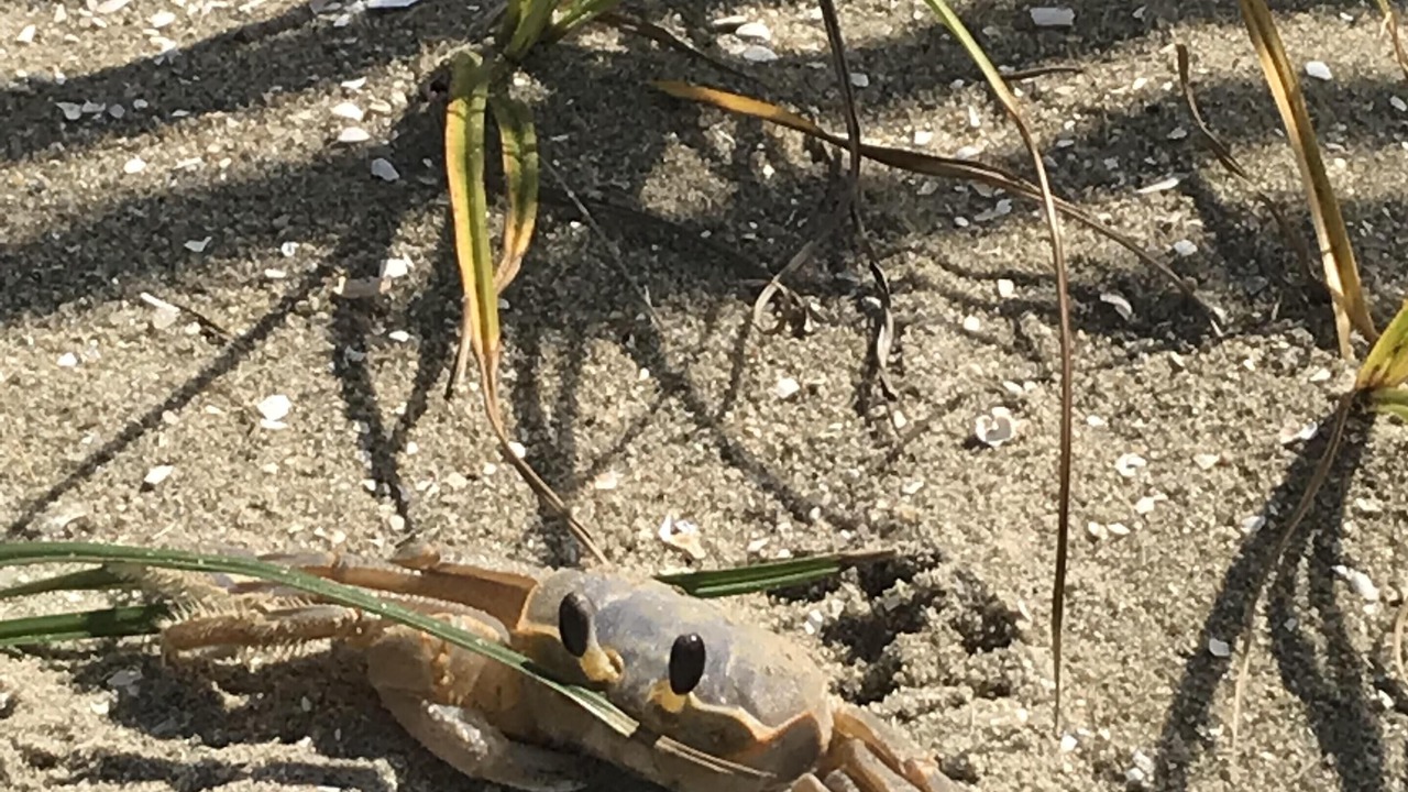 Photo of Others in Broadkill Beach