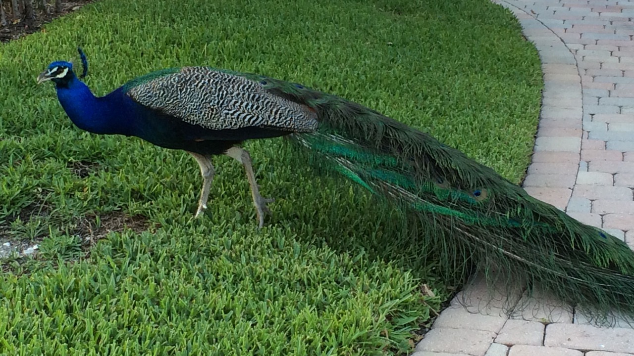 Photo of Others in Downtown Fort Lauderdale