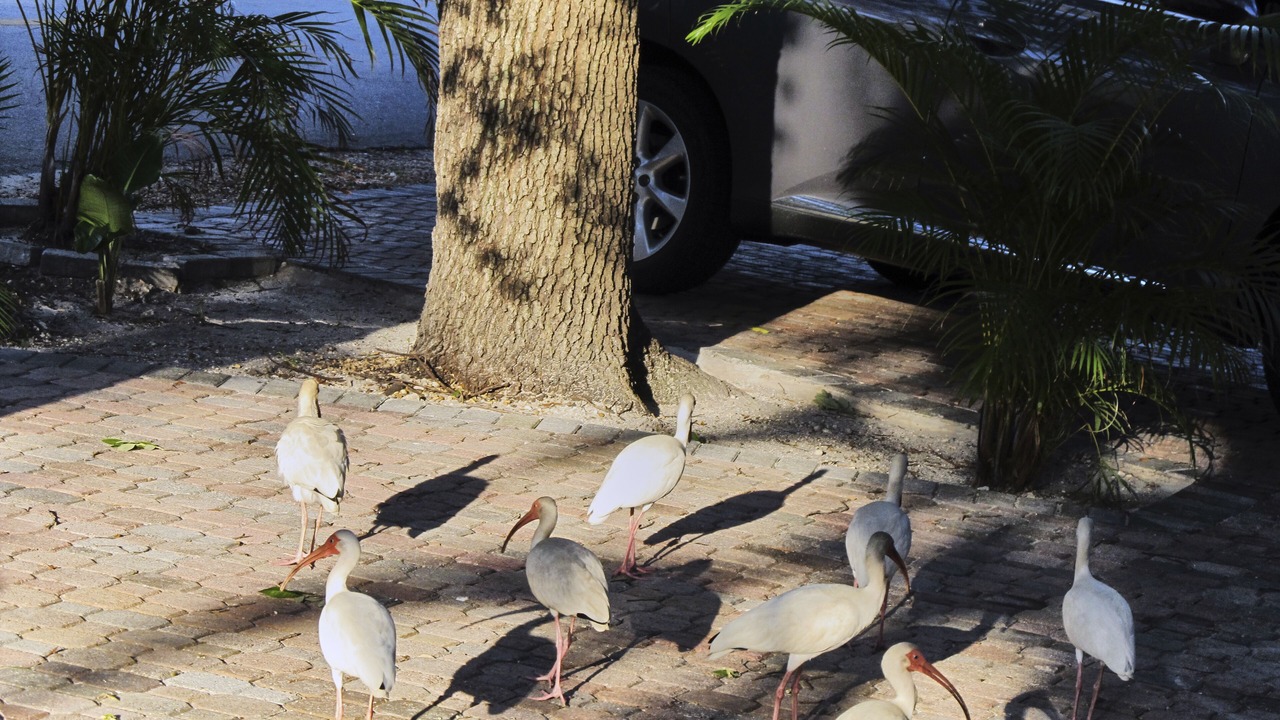 Photo of Others in Downtown Fort Lauderdale