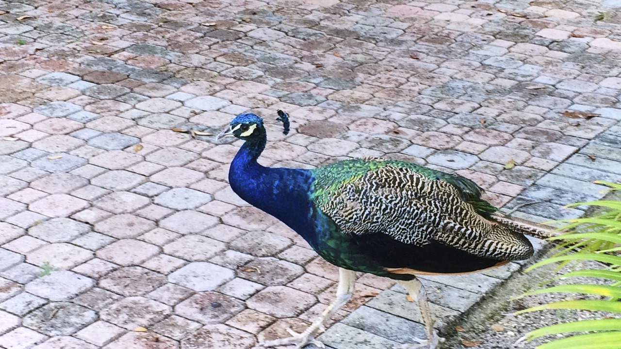 Photo of Others in Downtown Fort Lauderdale