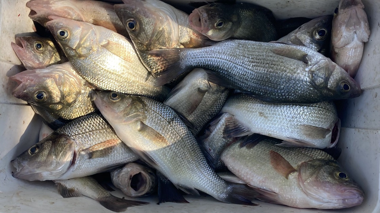 Photo of Others in Fishing Creek