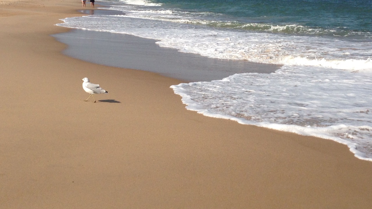 Photo of Others in South Rehoboth