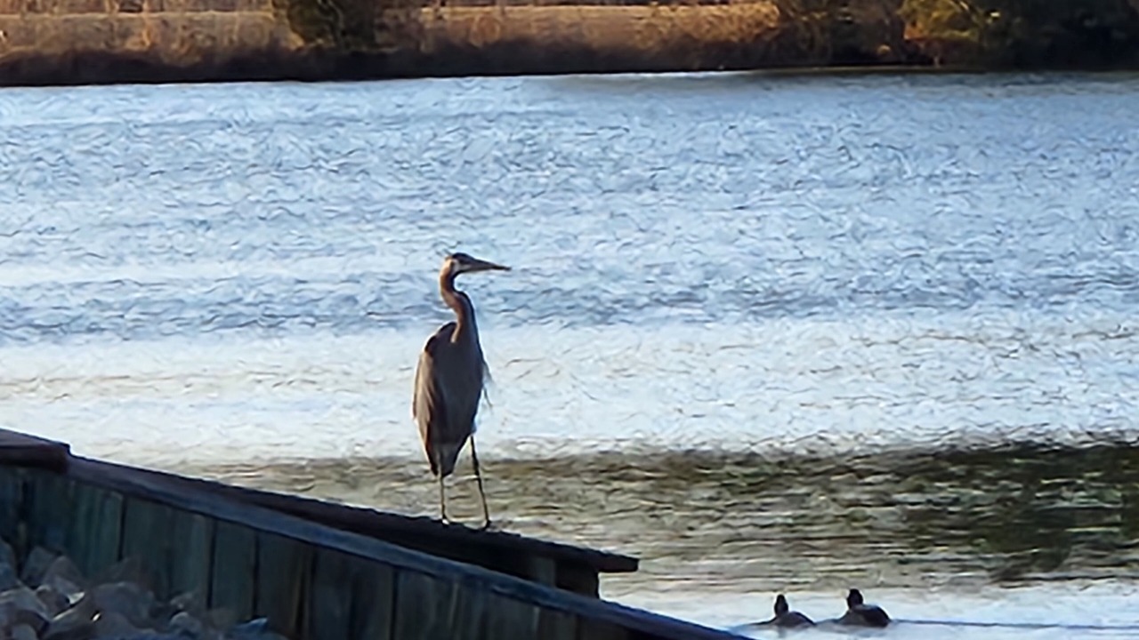 Photo of Others in Assateague Pointe
