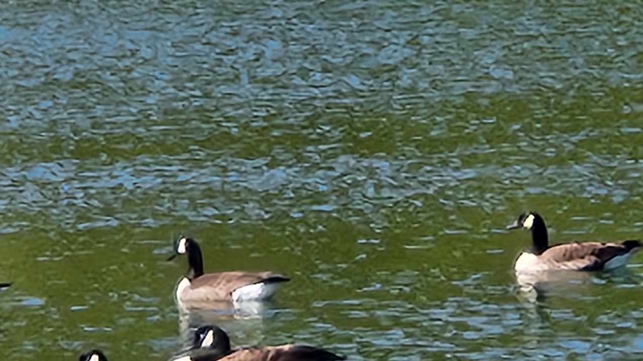 Photo of Others in Assateague Pointe