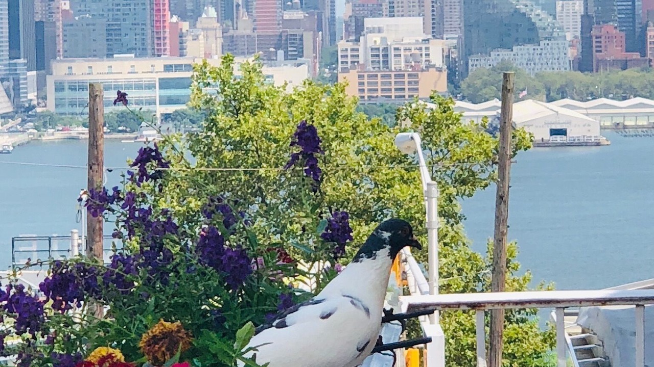 Photo of Patio Balcony in Weehawken