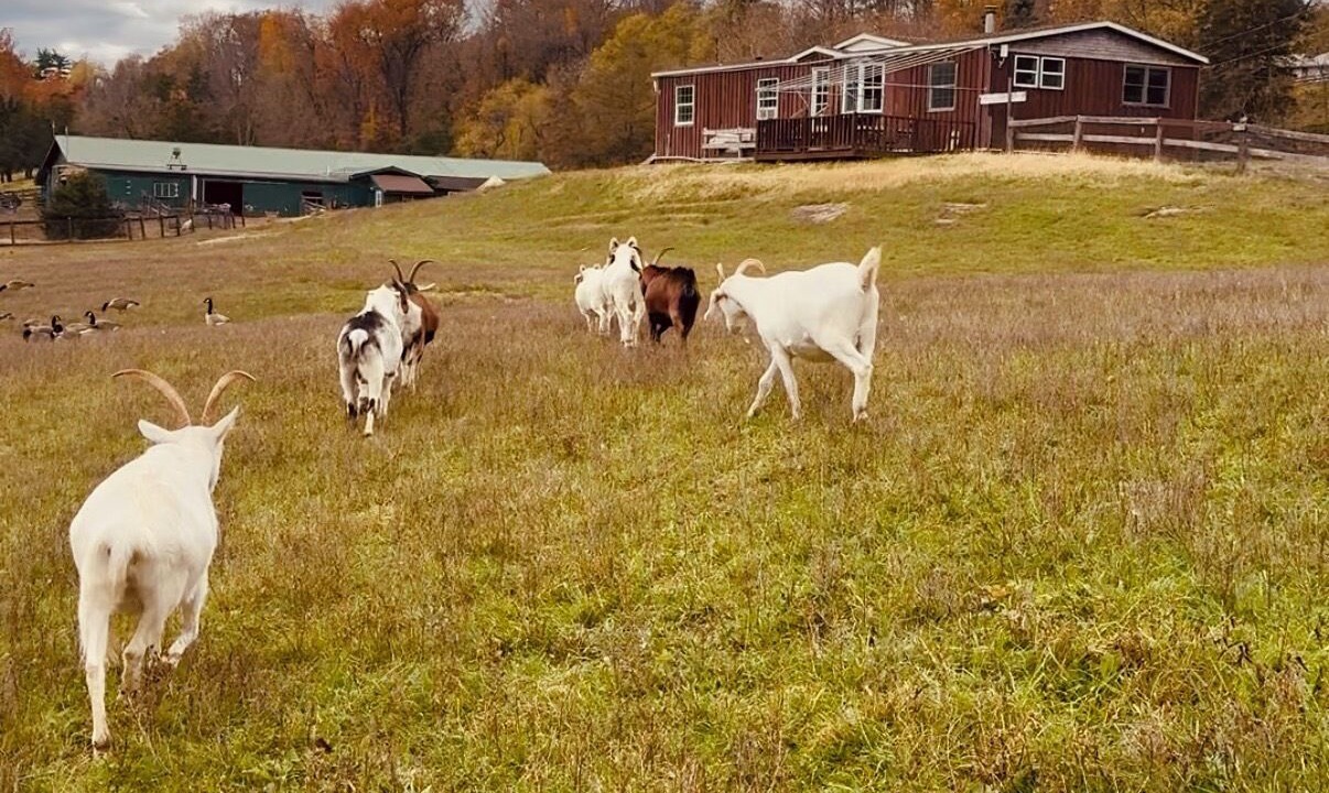 Photo of Others in Shokan