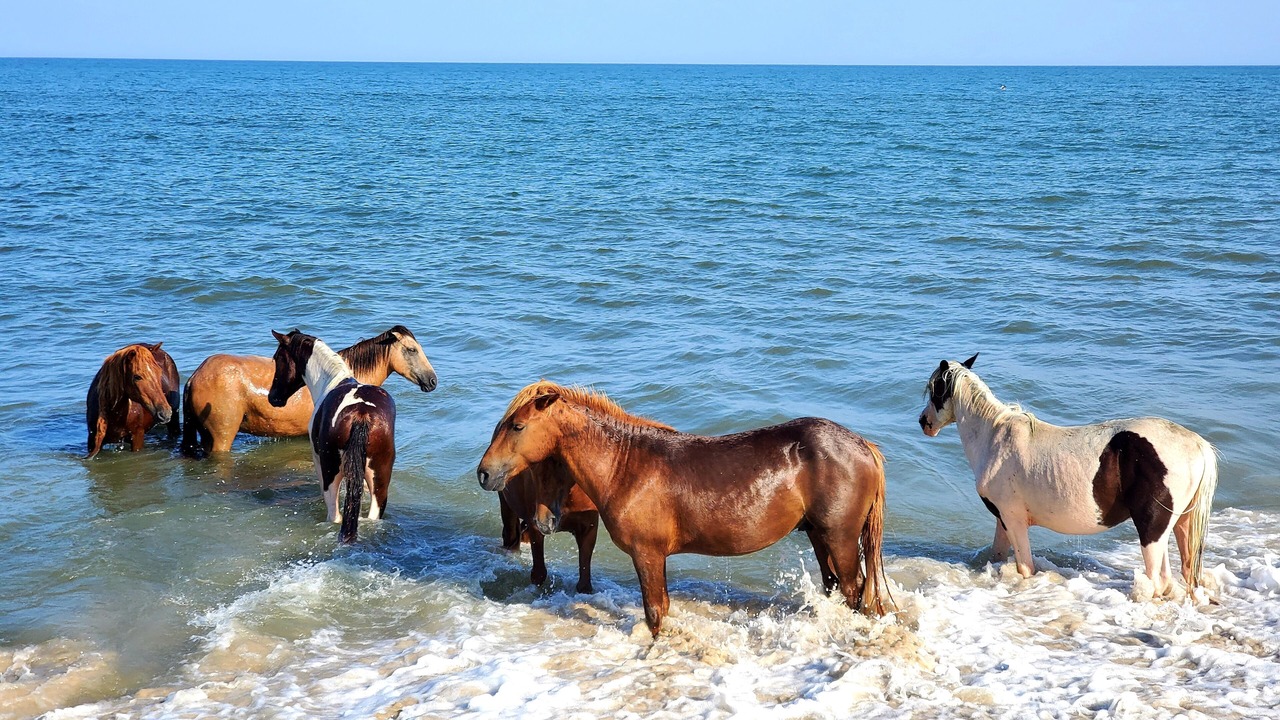 Photo of Others in West Ocean City