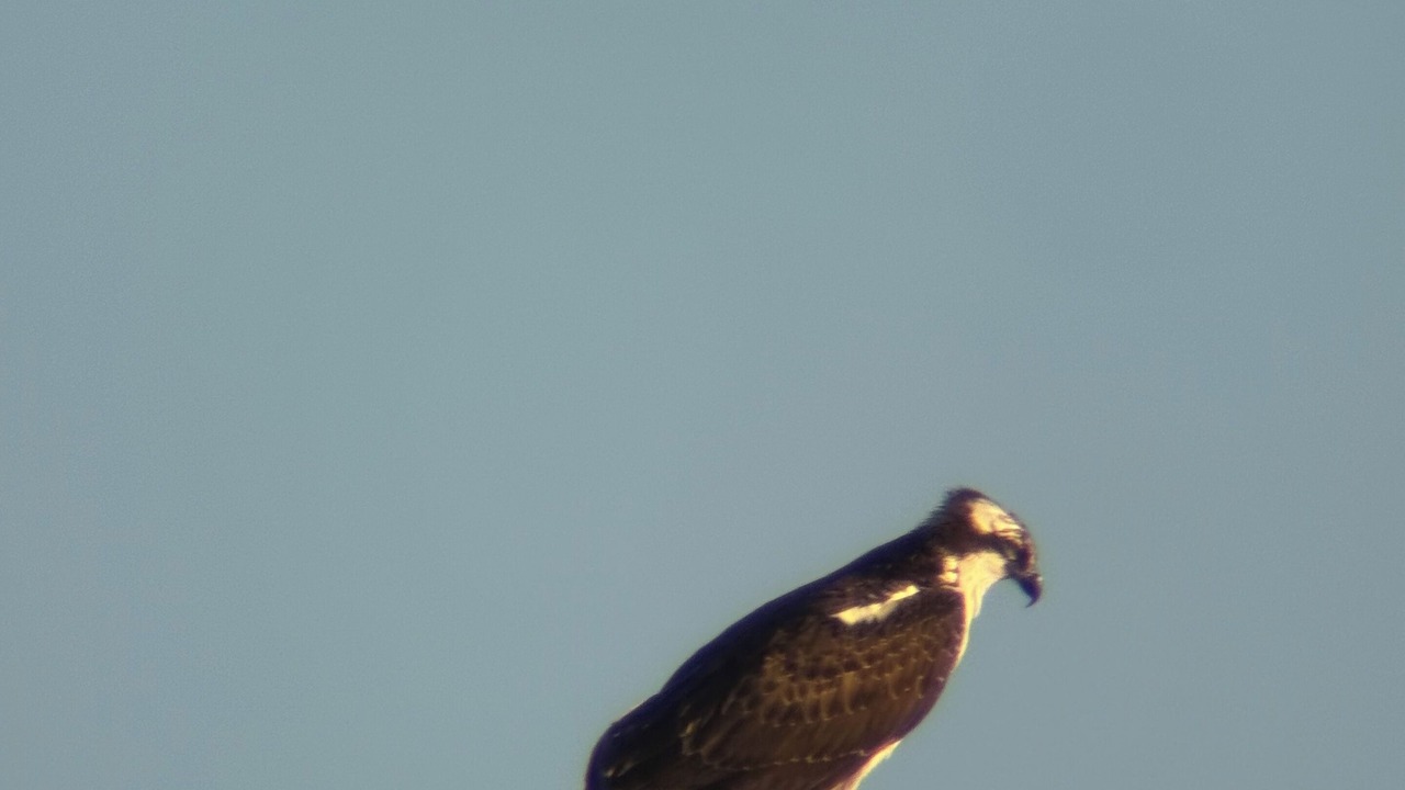 Photo of Others in Fortescue