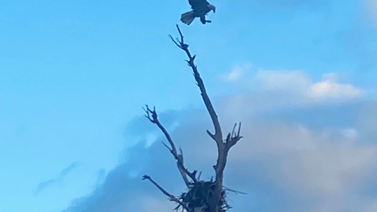 Photo of Others in Prime Hook Beach