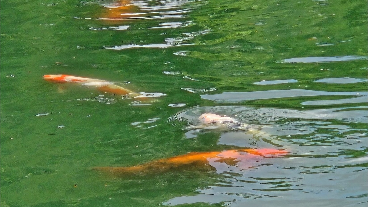 Photo of Others in Nunda