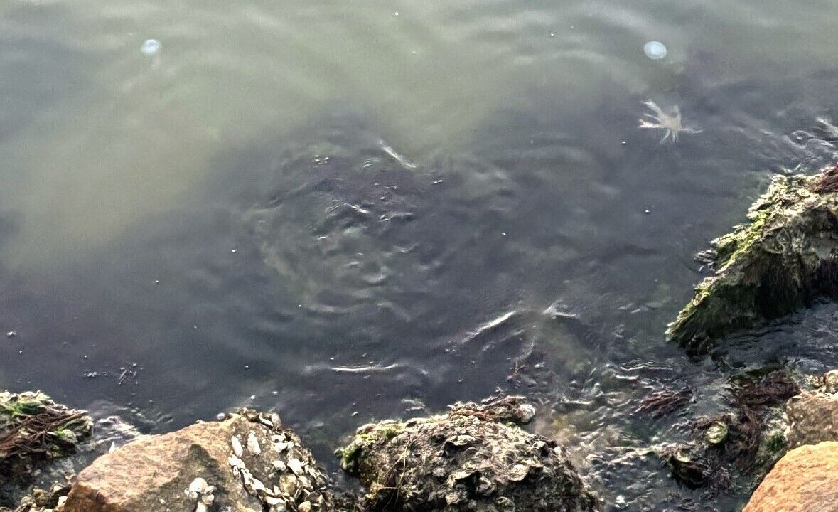 Photo of Others in Davis Wharf
