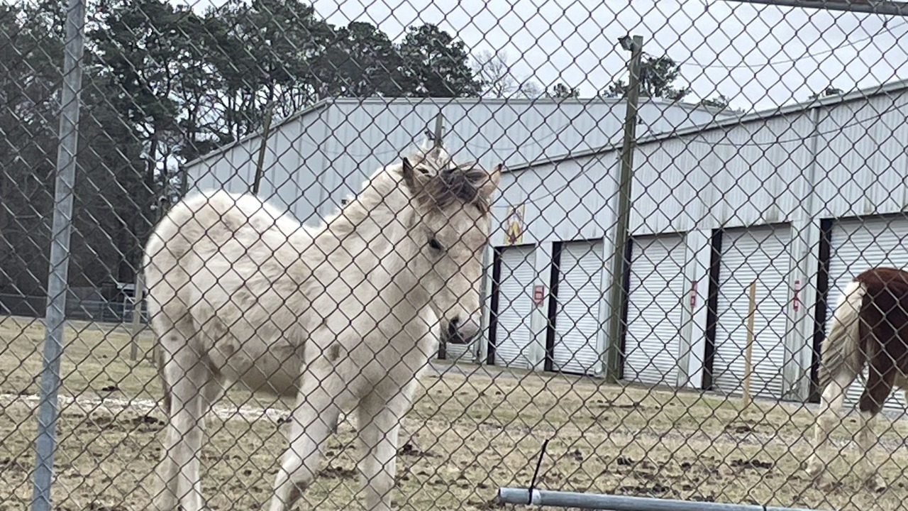 Photo of Others in Chincoteague