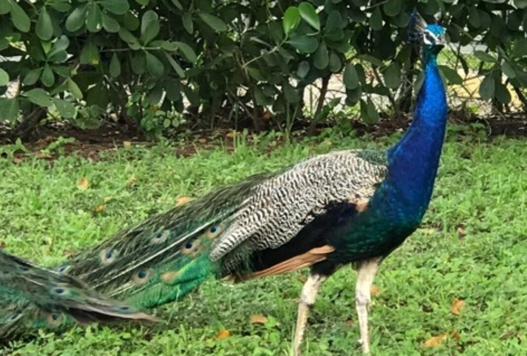 Photo of Others in Central Fort Lauderdale