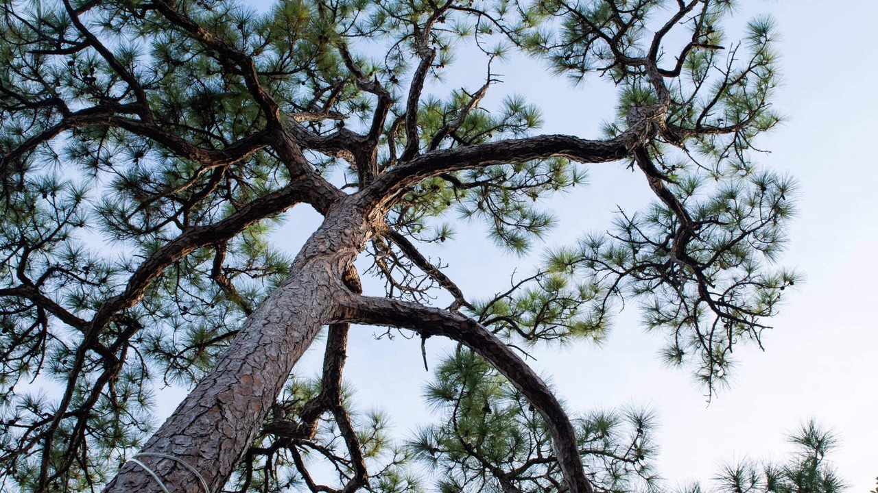 Photo of Others in Poinciana Park