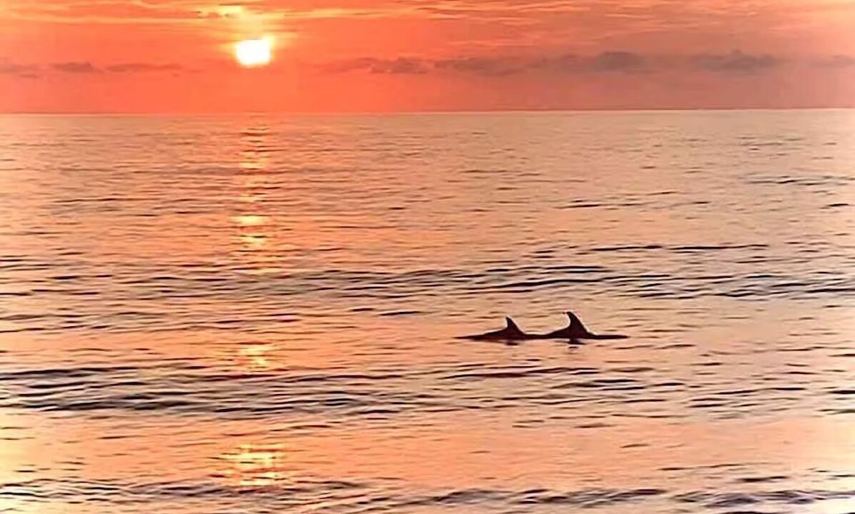 Photo of Others in Slaughter Beach