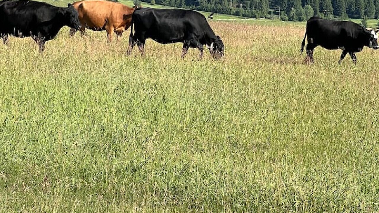 Photo of Others in Kalispell