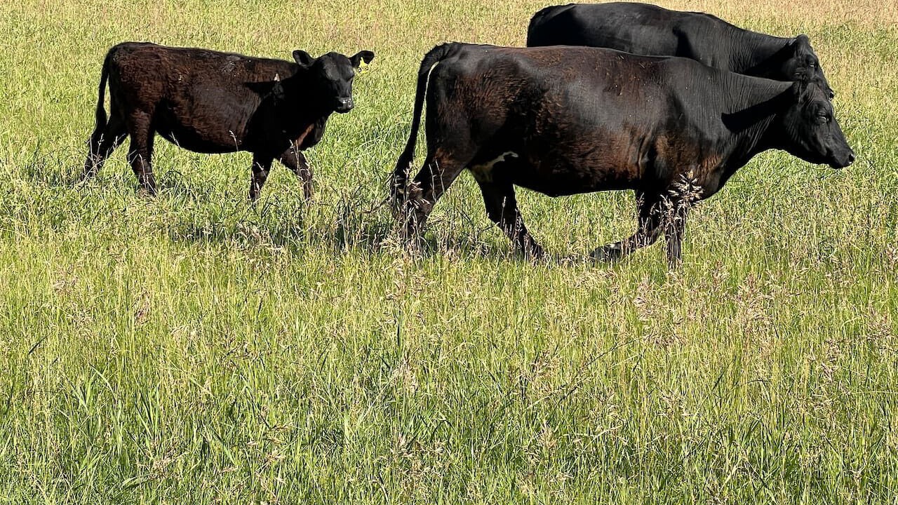 Photo of Others in Kalispell