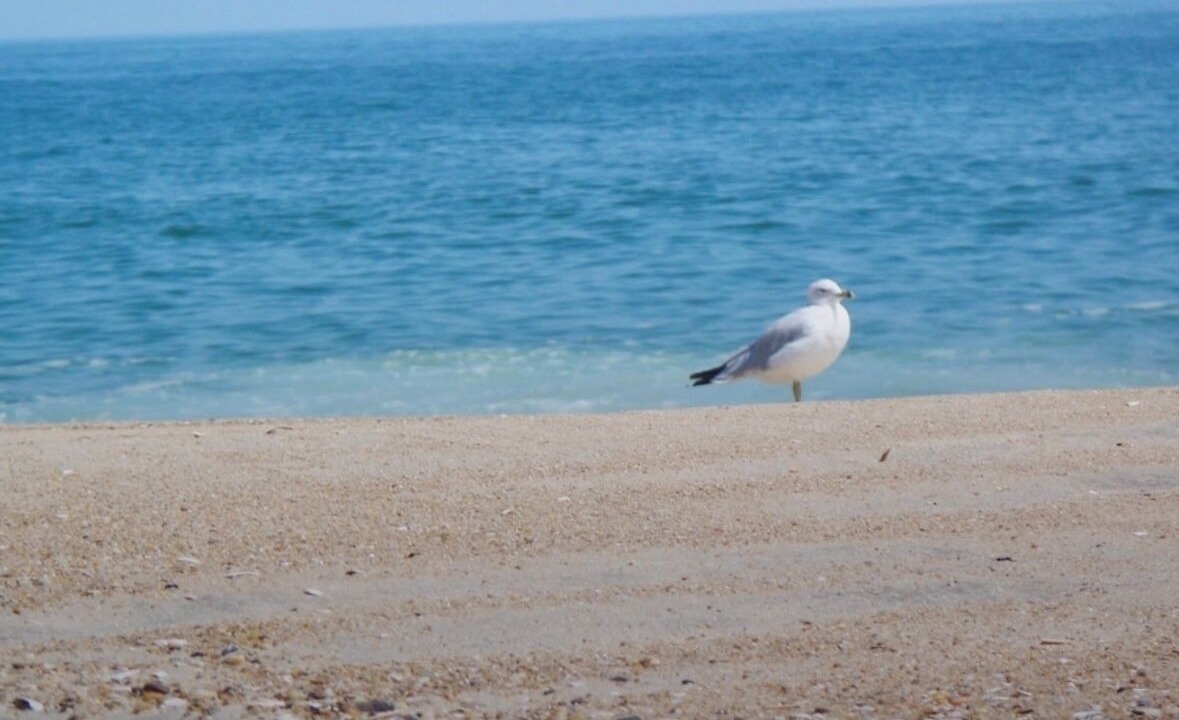 Photo of Others in Bethany Beach