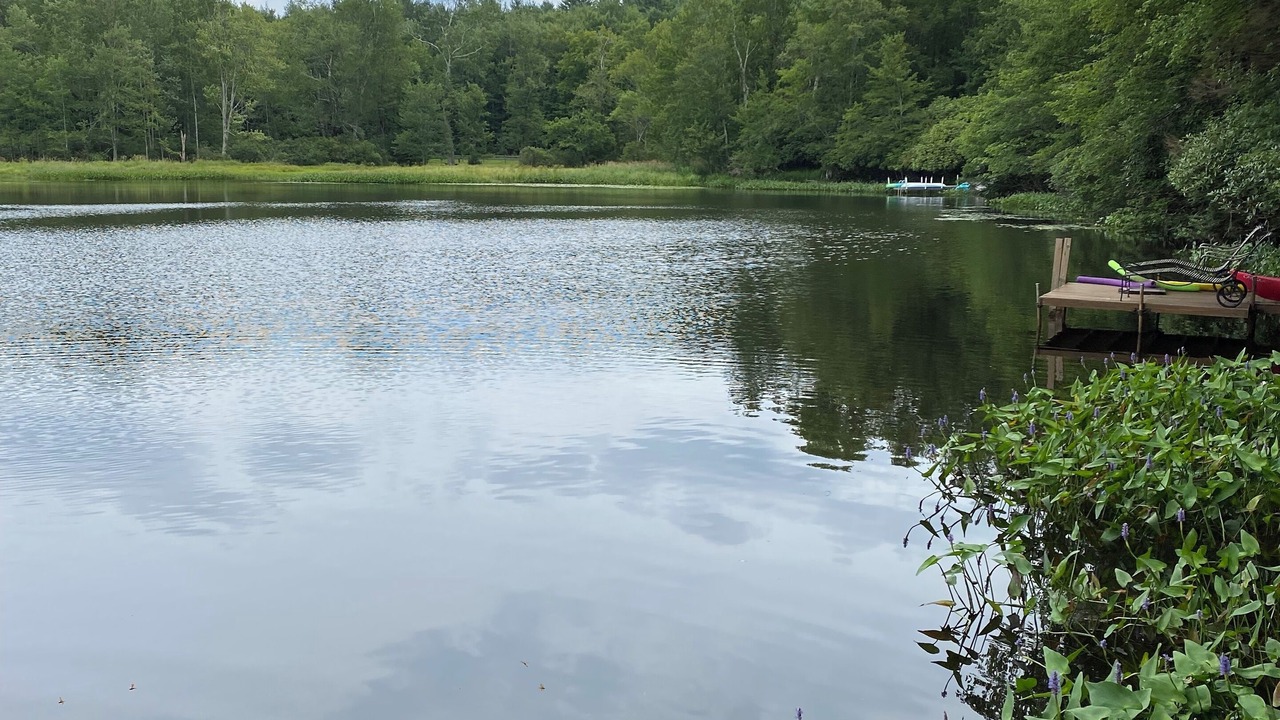Photo of Others in Swan Lake