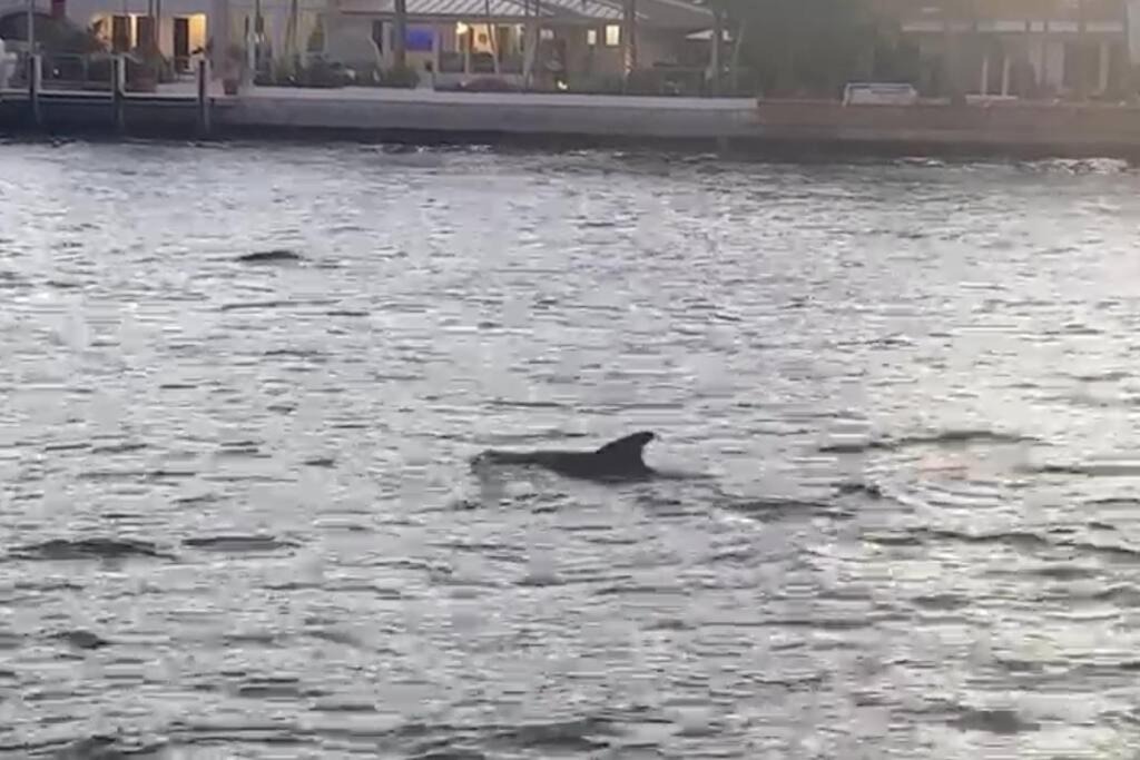 Photo of Others in East Fort Lauderdale