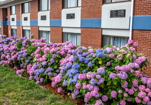Hyannis Plaza Hotel