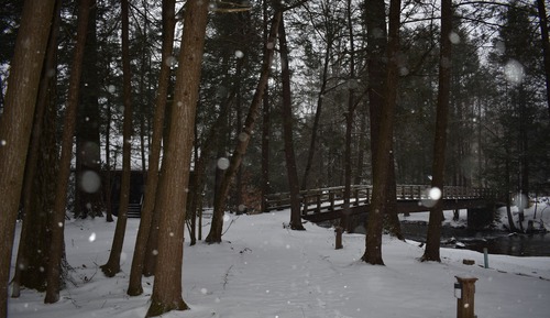 The Erica Cabin (No Pets)