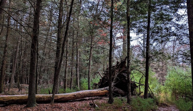 Modern Cabin in Catskill Mountain. On 7 acres of private land.